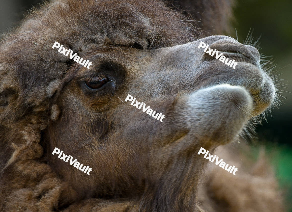 Camel
